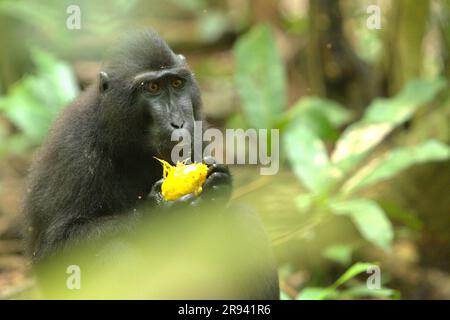 Im Naturschutzgebiet Tangkoko, North Sulawesi, Indonesien, isst ein Makake (Macaca nigra) Früchte. Klimawandel und Krankheiten stellen neue Bedrohungen für Primaten dar, Und rund ein Viertel der Primaten haben Temperaturen über historischen Temperaturen, schrieb ein Team von Wissenschaftlern unter der Leitung von Miriam Plaza Pinto (Departamento de Ecologia, Centro de Biociências, Universidade Federal do Rio Grande do Norte, Natal, RN, Brasilien) in ihrem wissenschaftlichen Bericht über Natur, der im Januar 2023 veröffentlicht wurde. Auch ohne den Klimawandel ist Macaca nigra einer der 25 am stärksten gefährdeten Primaten der Erde. Stockfoto