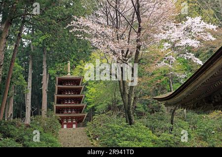 Fünfstöckige Pagode und Kirschblüten Stockfoto