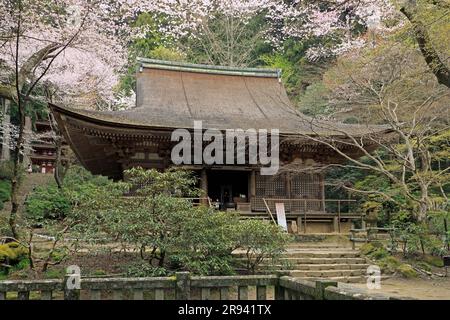 Die Haupthalle des Muroji-Tempels und die Kirschblüten Stockfoto