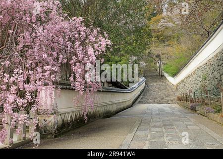 Kirschblüten im Hase-ji Tempel Stockfoto