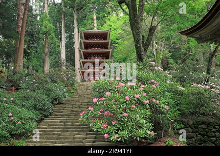 Fünfstöckige Pagode und Rhododendrons im Muroji-Tempel Stockfoto