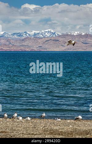 Malerischer Blick auf den Bangong Lake in Ritu County, Präfektur Ali, Tibet, China Stockfoto