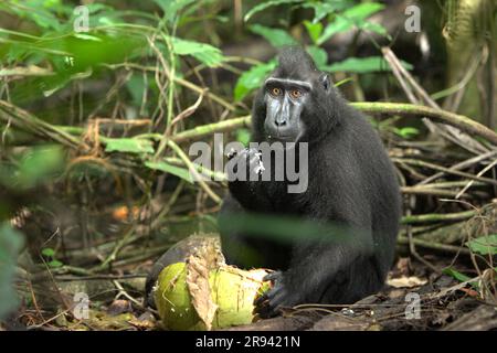 Eine Sulawesi-Makake (Macaca nigra) isst Kokosnussfrüchte, während sie im Tangkoko-Wald in Nord-Sulawesi, Indonesien, auf dem Boden sitzt. Der Klimawandel kann die Lebensraumtauglichkeit von Primaten verringern, was sie zwingen könnte, aus sicheren Lebensräumen auszuwandern und mehr potenzielle Konflikte mit Menschen zu haben, sagen Wissenschaftler. Obwohl dieser endemische Affe von Wilderei bedroht ist, wird er aufgrund seiner Razzia in der Provinz Nord-Sulawesi in Indonesien manchmal auch als Schädling angesehen. Macaca nigra ist laut Macaca Nigra Project einer der 25 am stärksten vom Aussterben bedrohten Primaten der Erde. Stockfoto
