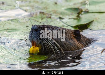 Nutria (Myocaster coypus) in einem kleinen See in Linden, Hessia Stockfoto