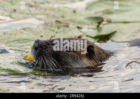 Nutria (Myocaster coypus) in einem kleinen See in Linden, Hessia Stockfoto