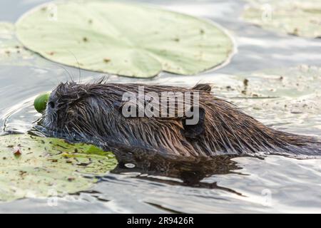 Nutria (Myocaster coypus) in einem kleinen See in Linden, Hessia Stockfoto