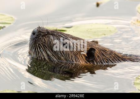 Nutria (Myocaster coypus) in einem kleinen See in Linden, Hessia Stockfoto