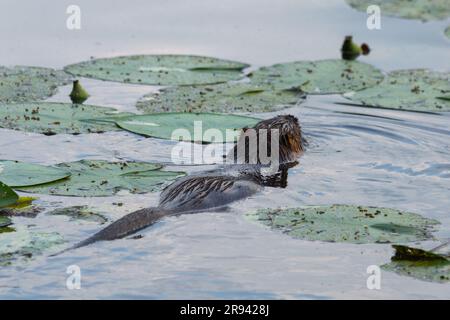 Nutria (Myocaster coypus) in einem kleinen See in Linden, Hessia Stockfoto