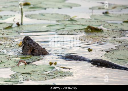 Nutria (Myocaster coypus) in einem kleinen See in Linden, Hessia Stockfoto