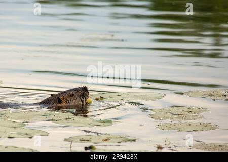 Nutria (Myocaster coypus) in einem kleinen See in Linden, Hessia Stockfoto