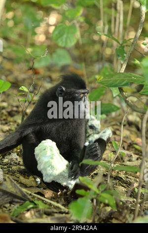 Ein Makaken (Macaca nigra) hält ein Stück Polystyrol-Schaumstoffplatte auf dem Boden, während es in der Nähe eines Strands, wo eine Mülldeponie mit Plastikabfällen gesichtet wird, in TWA Batuputih (Naturpark Batuputih) nahe dem Naturschutzgebiet Tangkoko in Nord-Sulawesi, Indonesien, auf dem Boden sitzt. „Nicht nachhaltige menschliche Aktivitäten sind heute die wichtigste Kraft, die Primaten zum Aussterben bringt“, so ein Team von Wissenschaftlern unter der Leitung von Alejandro Estrada (Institut für Biologie, Nationale Autonome Universität von Mexiko) in ihrem 2017 veröffentlichten Aufsatz über ScienceAdvances. Stockfoto