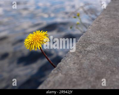 Nahaufnahme einer einsamen gelben Löwenblume, die zwischen Steintreppen an einer Promenade entlang des Dnieper River in Kiew, Ukraine wächst. Stockfoto