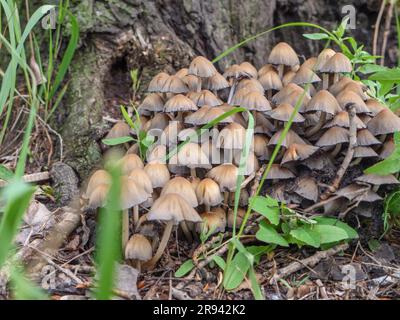 Ein grosser Haufen giftiger Schwefel-Tuft-Pilze (Hypholoma fasciculare) mit Hemisphärenkappen, die in der Nähe der Wurzeln des verrottenden Baumstamms wachsen. Stockfoto