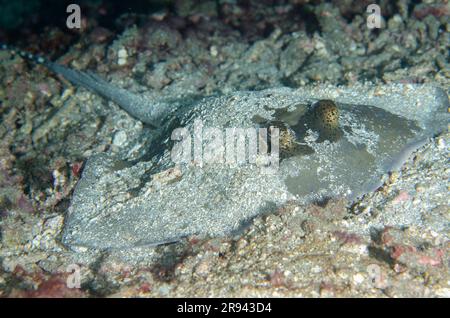 Blauer Fantail Ray, Taeniura Lymna, Abflug, Jepun-Tauchplatz, Candidasa, Bali, Indonesien Stockfoto