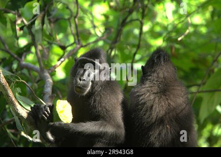 Im Naturschutzgebiet Tangkoko, North Sulawesi, Indonesien, isst ein Makake (Macaca nigra) Früchte. Klimawandel und Krankheiten stellen neue Bedrohungen für Primaten dar, Und rund ein Viertel der Primaten haben Temperaturen über historischen Temperaturen, schrieb ein Team von Wissenschaftlern unter der Leitung von Miriam Plaza Pinto (Departamento de Ecologia, Centro de Biociências, Universidade Federal do Rio Grande do Norte, Natal, RN, Brasilien) in ihrem wissenschaftlichen Bericht über Natur, der im Januar 2023 veröffentlicht wurde. Auch ohne den Faktor des Klimawandels ist Macaca nigra einer der 25 am stärksten gefährdeten Primaten der Erde. Stockfoto