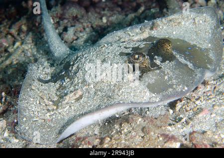 Blauer Fantail Ray, Taeniura Lymna, Abflug, Jepun-Tauchplatz, Candidasa, Bali, Indonesien Stockfoto