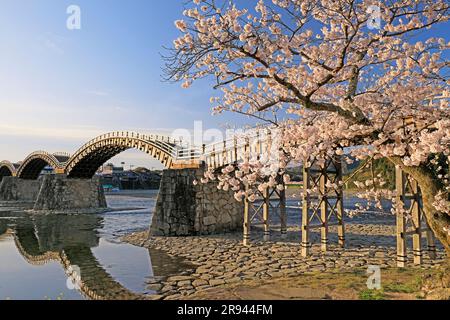 Kintai-Brücke und Kirschblüten am Morgen Stockfoto