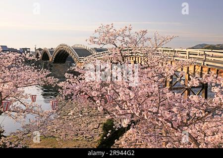 Kintai-Brücke und Kirschblüten am Morgen Stockfoto