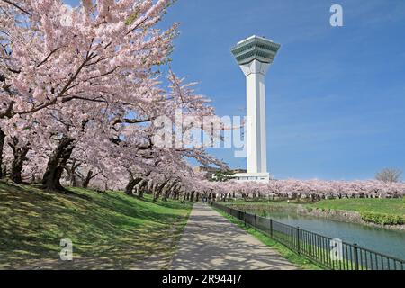 Kirschblüten im Goryokaku Park und Goryokaku Tower Stockfoto