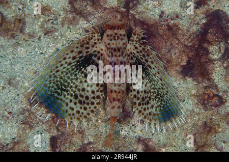 Oriental Flying Gurnard, Dactyloptena orientalis, mit Flügelflossen, Turtleneck-Tauchplatz, Candidasa, Bali, Indonesien Stockfoto