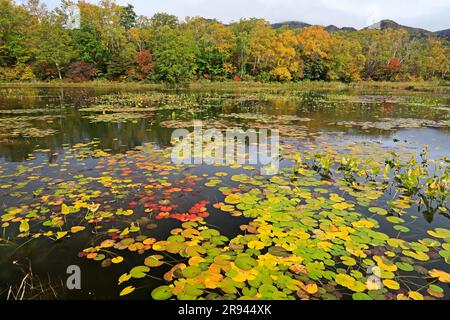 Lotusteich im Herbst bei Shiga Kogen Stockfoto