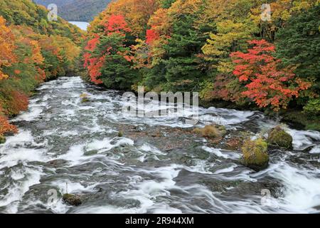 Ryuzu-Wasserfall der Herbstblätter in Oku-Nikko Stockfoto