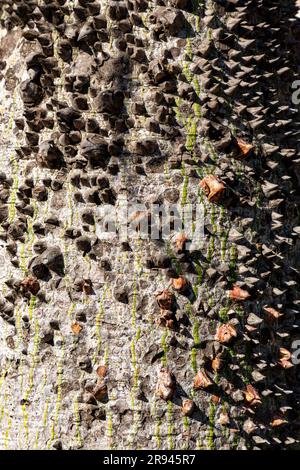 Ceiba insignis, der weiße Seidenbaum, ist eine Blumenpflanze der Familie Malvaceae, die in Barcelona, Spanien, zu finden ist. Stockfoto