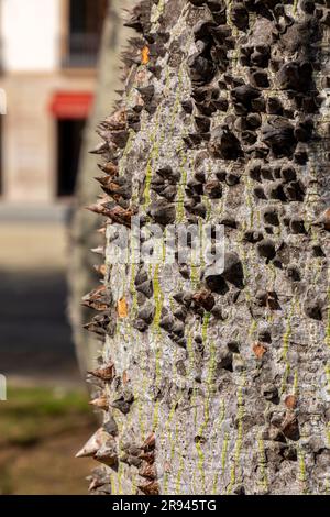 Ceiba insignis, der weiße Seidenbaum, ist eine Blumenpflanze der Familie Malvaceae, die in Barcelona, Spanien, zu finden ist. Stockfoto