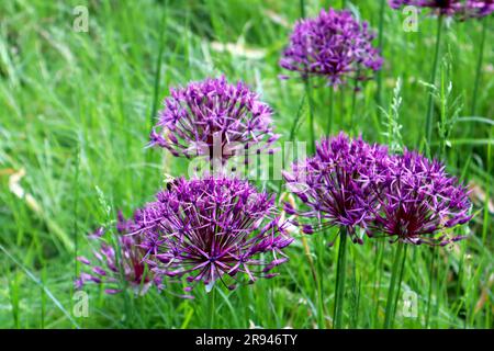 Leuchtende, große lila Blüten der Allium-Sensation mit einer kleinen Biene an einem Sommertag Stockfoto