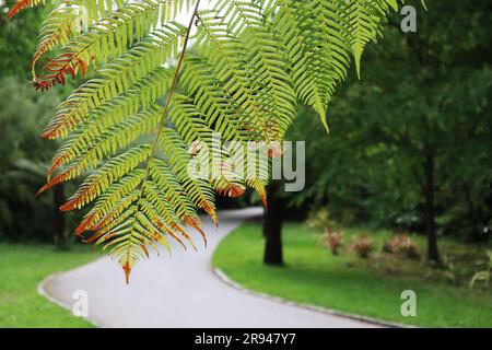 Nadelgrünes Blatt mit orangefarbenen Spitzen Nahaufnahme des Waldhintergrunds Stockfoto