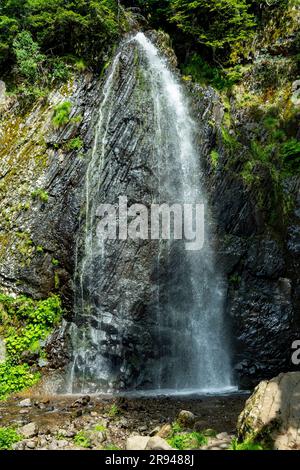 Queureuilh Wasserfall in der Nähe von Le Mont Dore, Auvergne, Puy-de-Dome, Auvergne Rhône-Alpes, Frankreich Stockfoto