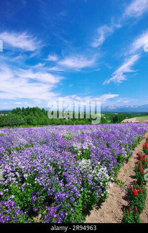 Shikisainooka Hill und Tokachidakerenpo Mountain Range Stockfoto