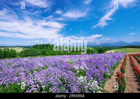 Shikisainooka Hill und Tokachidakerenpo Mountain Range Stockfoto