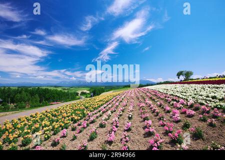 Shikisainooka Hill und Tokachidakerenpo Mountain Range Stockfoto