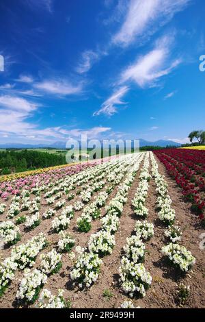 Shikisainooka Hill und Tokachidakerenpo Mountain Range Stockfoto