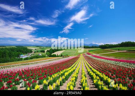 Shikisainooka Hill und Tokachidakerenpo Mountain Range Stockfoto