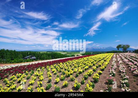 Shikisainooka Hill und Tokachidakerenpo Mountain Range Stockfoto