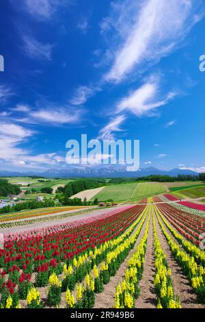 Shikisainooka Hill und Tokachidakerenpo Mountain Range Stockfoto