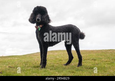 Schwarzer Standardpudel, der im Gras steht. Stockfoto