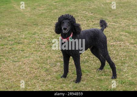 Schwarzer Standardpudel, der im Gras steht und lächelt. Stockfoto