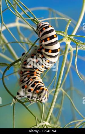 Raupe des maltesischen Schwalbenschwanzes (Papilio machaon subsp. Melitensis) Fenchelblätter essen. Stockfoto