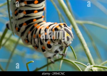 Raupe des maltesischen Schwalbenschwanzes (Papilio machaon subsp. Melitensis) Fenchelblätter essen. Stockfoto