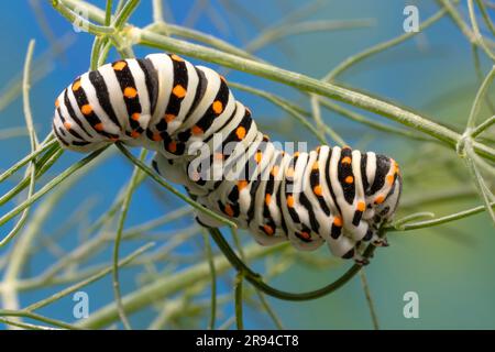 Raupe des maltesischen Schwalbenschwanzes (Papilio machaon subsp. Melitensis) Fenchelblätter essen. Stockfoto