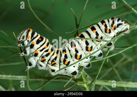 Raupe des maltesischen Schwalbenschwanzes (Papilio machaon subsp. Melitensis) Fenchelblätter essen. Stockfoto