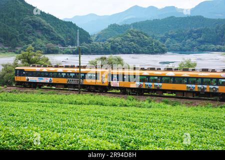 Fluss Oigawa, Teefeld und Express-Zug Stockfoto