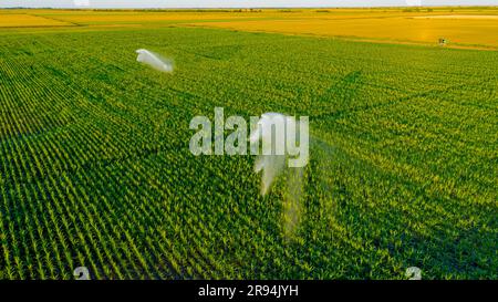 Über der Sicht auf das Bewässerungssystem, Wasserstrahl-Regenpistolen-Sprinkler, auf dem Feld mit Mais, helfen beim Wachstum, Vegetation in der Trockenzeit, erhöht die Ernteerträge. Stockfoto