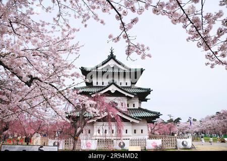 Schloss Hirosaki und Kirschblüten im Hirosaki Park Stockfoto