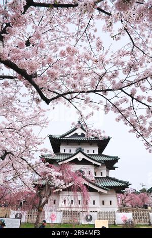 Schloss Hirosaki und Kirschblüten im Hirosaki Park Stockfoto