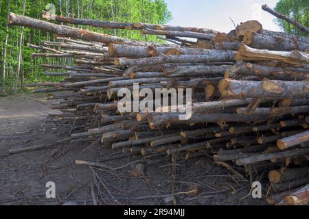 Junge Kastanienstämme, die frisch gestapelt und entwaldet wurden Stockfoto