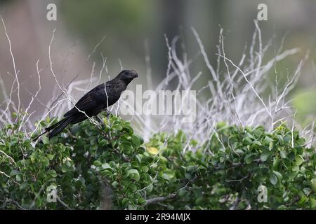 Glattschnabelanis (Crotophaga Ani) in Jamaika Stockfoto